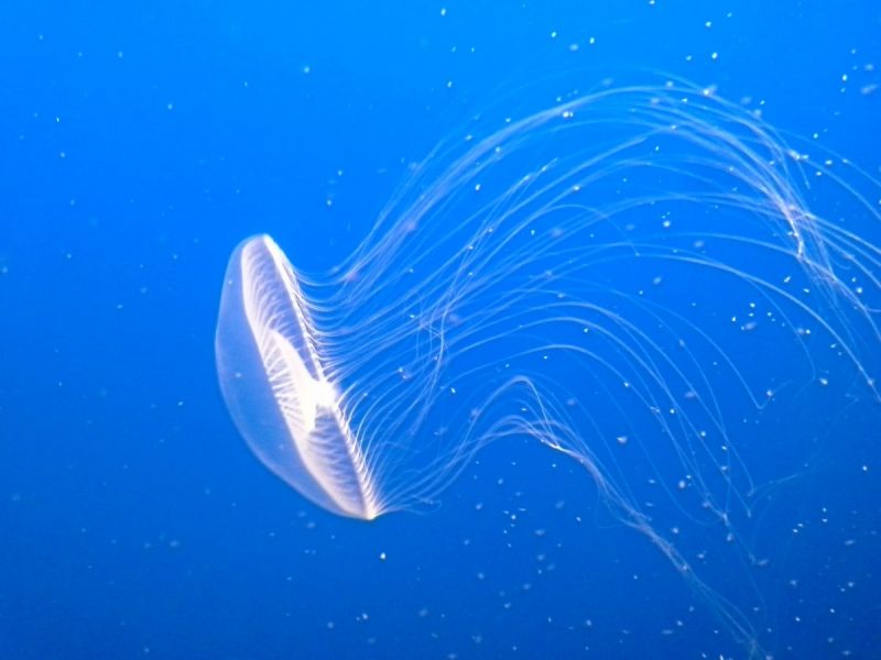 jellyfish_tentacles_poisonous_underwater_aquarium_monterey_bay_aquarium_glowing_ocean-1332565.jpg!d